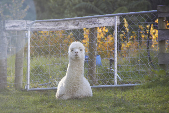 Alpaca is sitting and looking at the camera