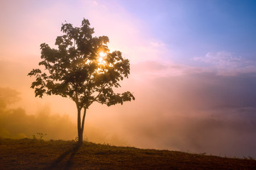 Fototapeta na wymiar Dramatic sunrise view with mist from the top of mountain, Chiang Rai province, Northern of Thailand