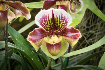 Obraz premium Close up Paphiopedilum of Orchid flower