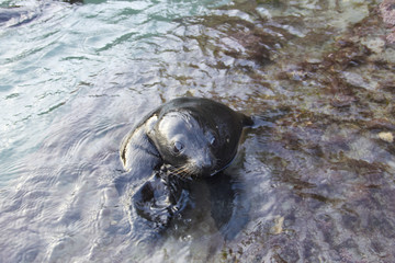 Sea lion looking at the camera