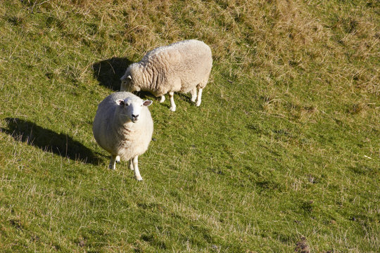 Sheep looking at the camera on nature green meadow