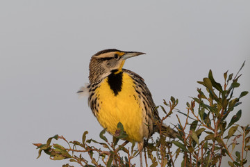 Eastern Meadowlark perched at sunrise on Joe Overstreet Road near Lake Kissimmee Florida