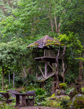 Tree wooden house in the jungle