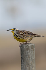 Eastern Meadowlark perched at sunrise on Joe Overstreet Road near Lake Kissimmee Florida