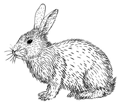 recommend clip art: sketch of rabbit