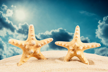 Fototapeta na wymiar Starfish on sandy beach, travel concept. Summer background. Summer concept
