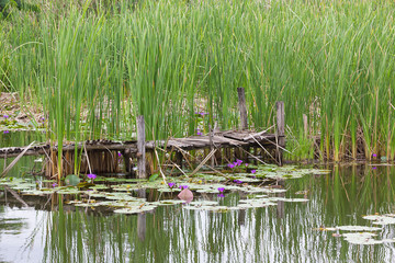 Wild pond with old wooden bridge