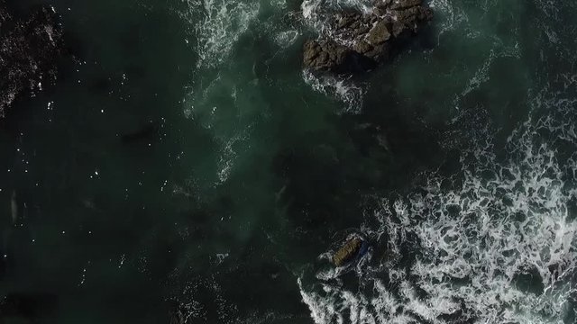 Aerial of elephant seals, at elephant seals vista point, on higway 1, in San simeon, California, United states of america