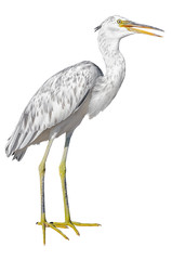 Grey heron isolated on white