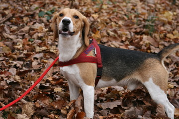 Beagle im Wald