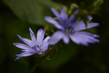 Very beautiful blue flower