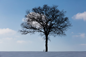 Fototapeta na wymiar in the winter snow mountains and trees.