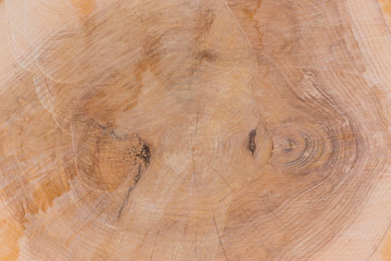 Background wood tree cut with circular saw. Old multi yeared slice.