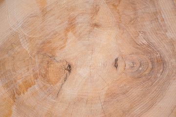 Background wood tree cut with circular saw. Old multi yeared slice.