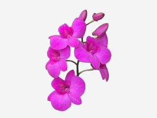 beautiful tropical flowers orchids isolated on white background.