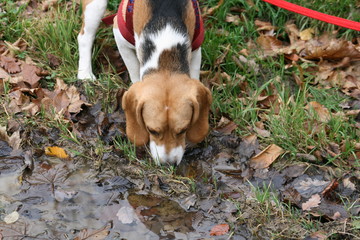 Beagle trinkt