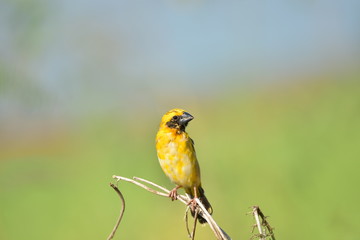 Asian golden weaver