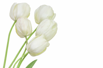 beautiful delicate white early spring tulips