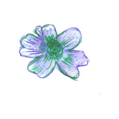 Violet spring flower watercolor style.Hand drawn