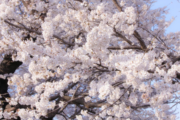 Japanese cherryblossom