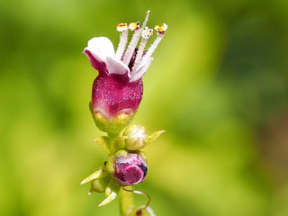 French Figwort (Scrophularia canina)