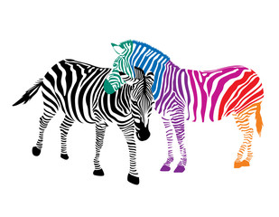 Fototapeta na wymiar Zebra couple. Black and colorful illustration, isolated on white background.