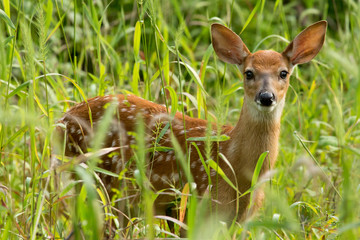 White-tailed deer fawn in tall grass.
