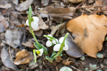 Snowdrops rise from the ground to announce spring