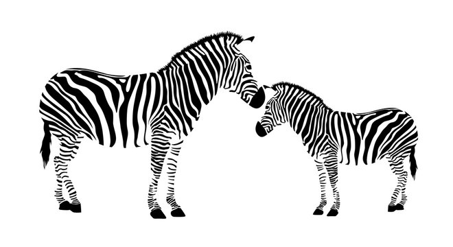 Two zebra. Black and white illustration, isolated on white background.