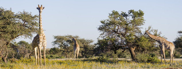 South African Giraffe or Cape Giraffe (Giraffa giraffa giraffa) browzing on camel thorn, giraffe thorn trees.  Southern Kalahari. Northern Cape. South Africa.