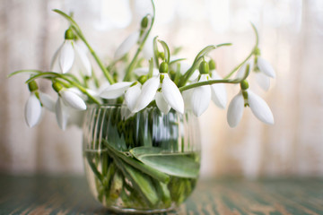 Snowdrops in a glass cup by the window