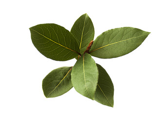 Obraz premium bay leaf plant isolated closeup