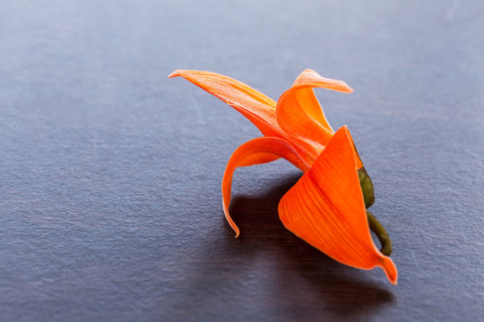 Butea Monosperma or Palash flower on wooden background.