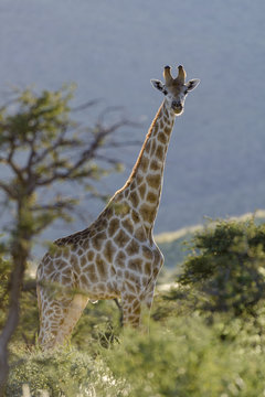 South African Giraffe or Cape Giraffe (Giraffa giraffa giraffa).  Southern Kalahari. Northern Cape. South Africa.