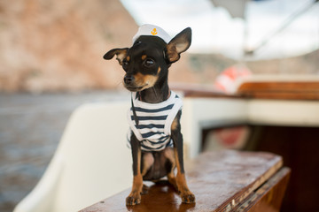 Dog miniature Pinscher puppy. The captain on the yacht.