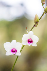 Fototapeta na wymiar Beautiful Thai white orchid in the forest