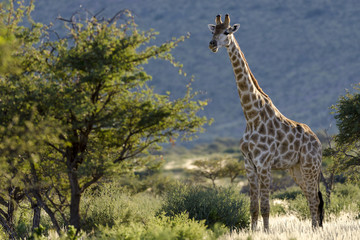 South African Giraffe or Cape Giraffe (Giraffa giraffa giraffa).  Southern Kalahari. Northern Cape. South Africa.