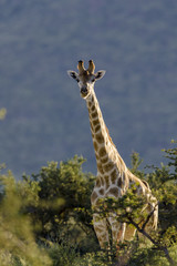 South African Giraffe or Cape Giraffe (Giraffa giraffa giraffa).  Southern Kalahari. Northern Cape. South Africa.
