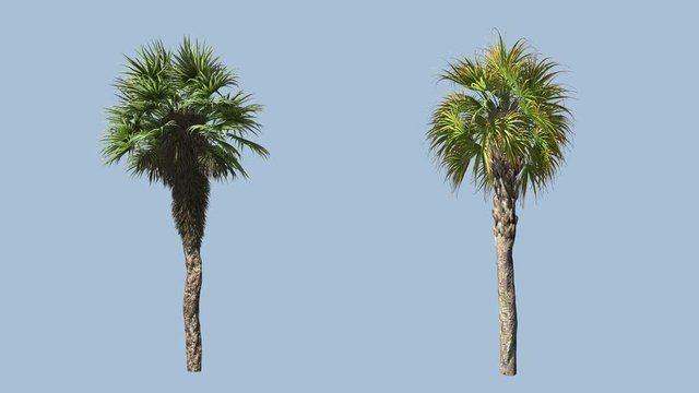 Palms wind with alpha mask