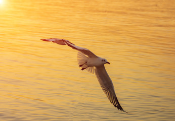 bird flying above sea asia silhouette during dunset time