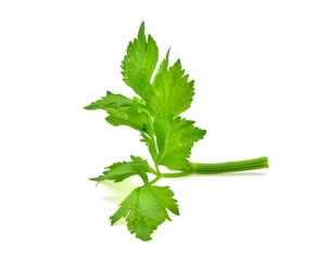 celery leaf isolated on white background