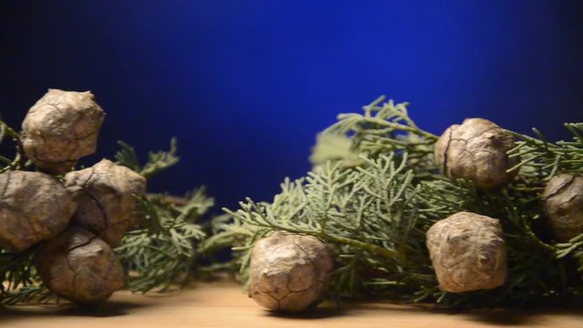 Cupressus Cupressus Cypr&egrave;s Sypressit سرده Cipresso سرو  Zypressen ברוש イトスギ კვიპაროზი Cyprys Cypress-sl&auml;ktet Chi Ho&agrave;ng đ&agrave;n 柏木属 Čempres Նոճի Acorn Ghianda سنديان  Žir בלוט Жёлудь 橡子 Cypress Servi
