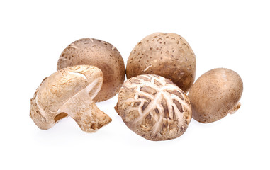 Shiitake mushroom on white background