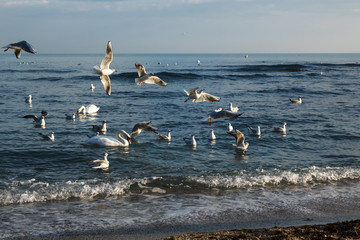Seagulls and swans together in the sea