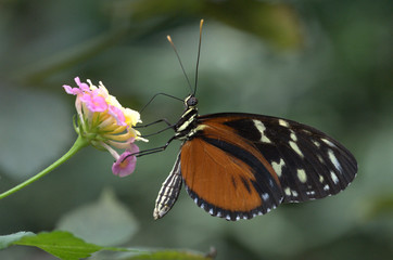 Schmetterling auf Blume