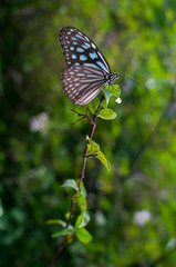 Butterfly flowers