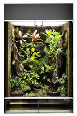 tropical rain forest terrarium or paludarium for exotic pet animals like poison dart frogs or treefrog. Pet animal cage. - 137211901