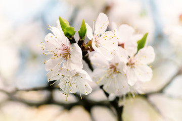 Apricot tree flowers blooming at springtime, vintage retro floral background