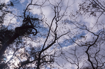 Lush green foliage, cloud and clear sky in the forest in autumn. 