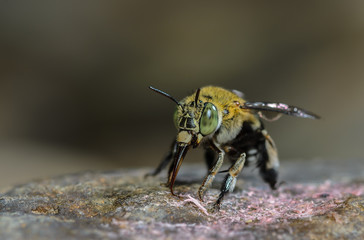 Beautiful bee on stone in nature, Thailand.